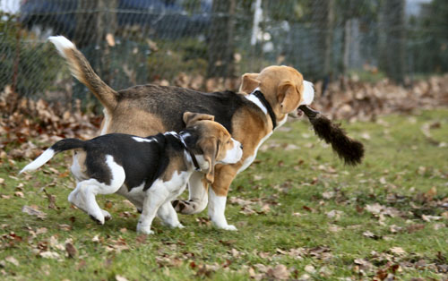 Beagle spielen mit Handfeger